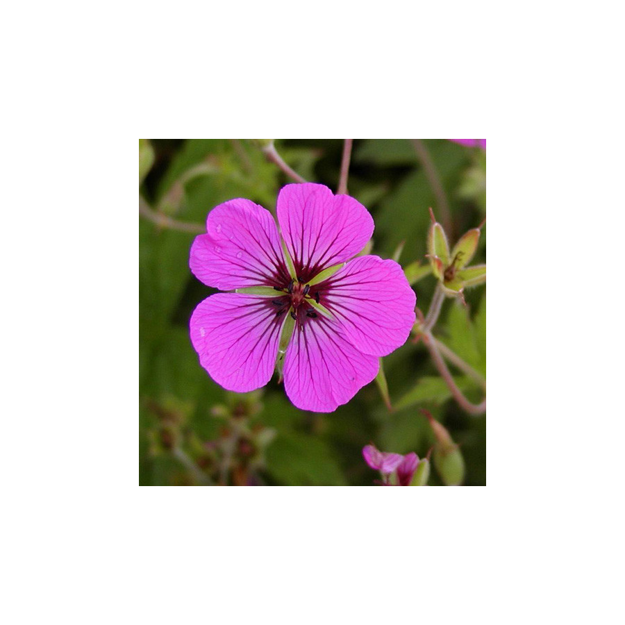 Plantes Vivaces GERANIUM 'Patricia' - Géranium vivace en vente - Bec de Grue en vente - Pépinière Lepage .