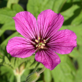 Plantes Vivaces GERANIUM 'Patricia' - Géranium vivace en vente - Bec de Grue en vente - Pépinière Lepage .