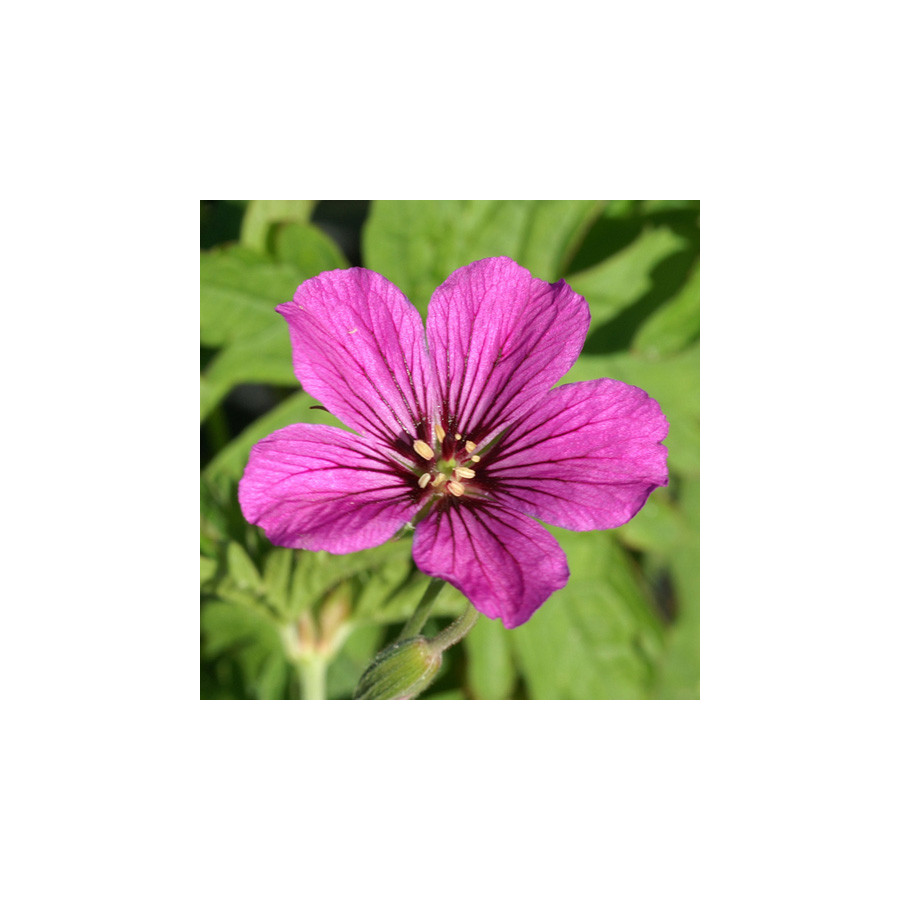 Plantes Vivaces GERANIUM 'Patricia' - Géranium vivace en vente - Bec de Grue en vente - Pépinière Lepage .