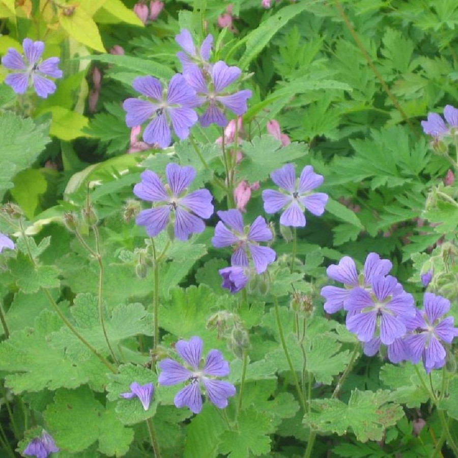 Plantes Vivaces GERANIUM 'Philippe Vapelle' - Géranium vivace en vente - Bec de Grue en vente - Pépinière Lepage .