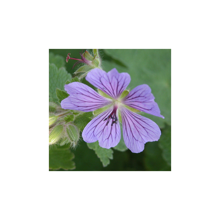 Plantes Vivaces GERANIUM 'Philippe Vapelle' - Géranium vivace en vente - Bec de Grue en vente - Pépinière Lepage .