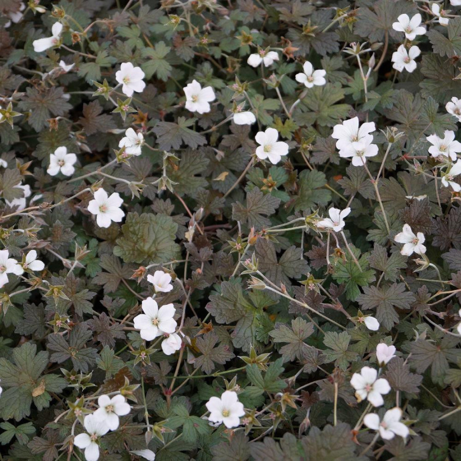 Plantes Vivaces GERANIUM 'Rothbury Red' - Géranium vivace en vente - Bec de Grue en vente - Pépinière Lepage .