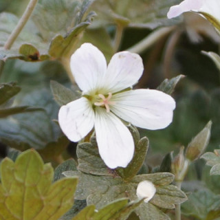 Plantes Vivaces GERANIUM 'Rothbury Red' - Géranium vivace en vente - Bec de Grue en vente - Pépinière Lepage .