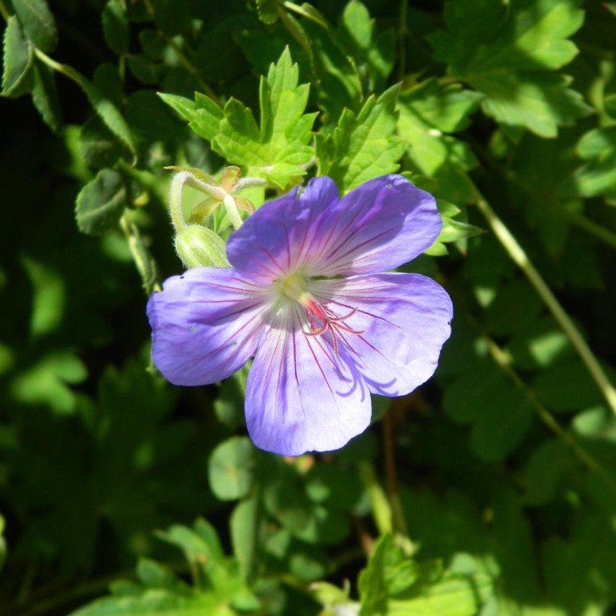 Plantes Vivaces GERANIUM 'Rozanne' ® - Géranium vivace en vente - Bec de Grue en vente - Pépinière Lepage .