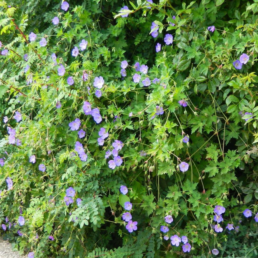 Plantes Vivaces GERANIUM 'Rozanne' ® - Géranium vivace en vente - Bec de Grue en vente - Pépinière Lepage .