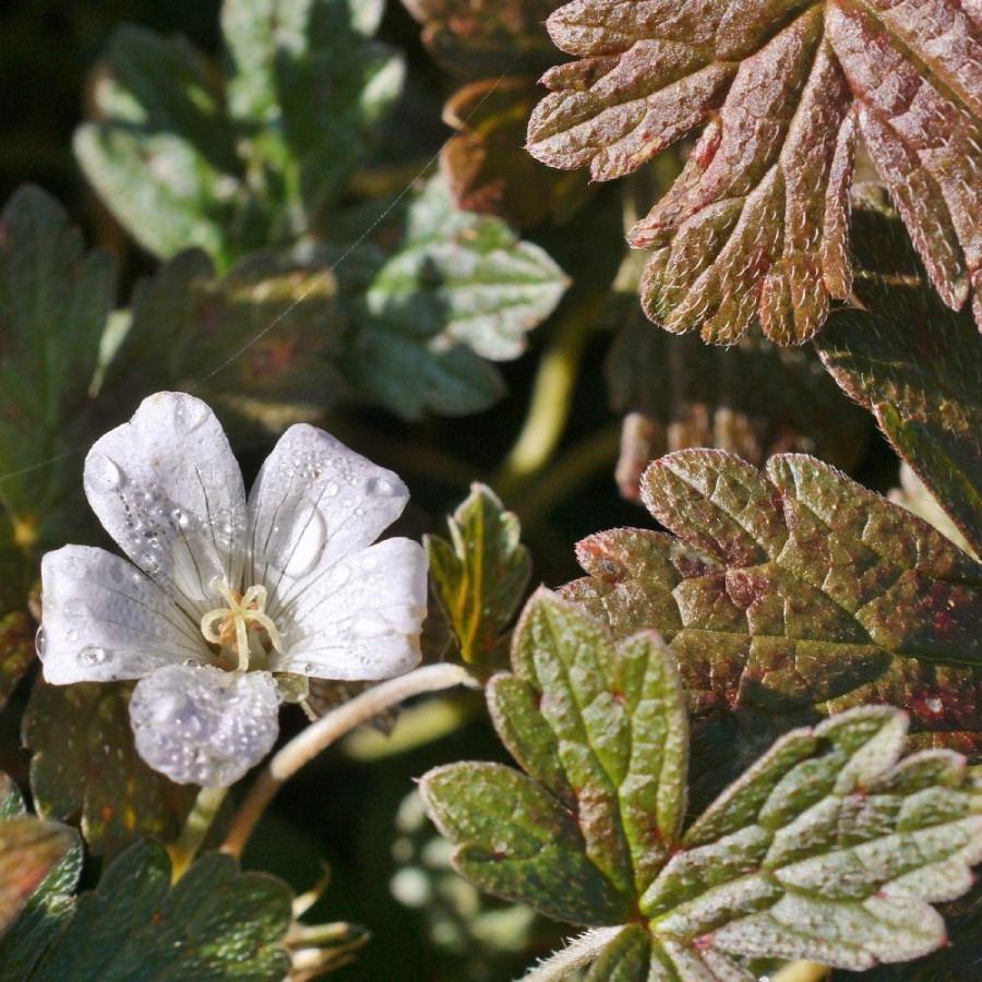 Plantes Vivaces GERANIUM 'Sanne' - Géranium vivace en vente - Bec de Grue en vente - Pépinière Lepage .