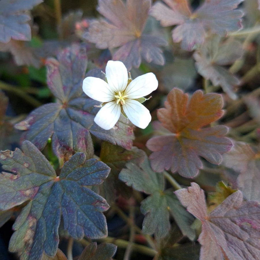 Plantes Vivaces GERANIUM 'Sanne' - Géranium vivace en vente - Bec de Grue en vente - Pépinière Lepage .
