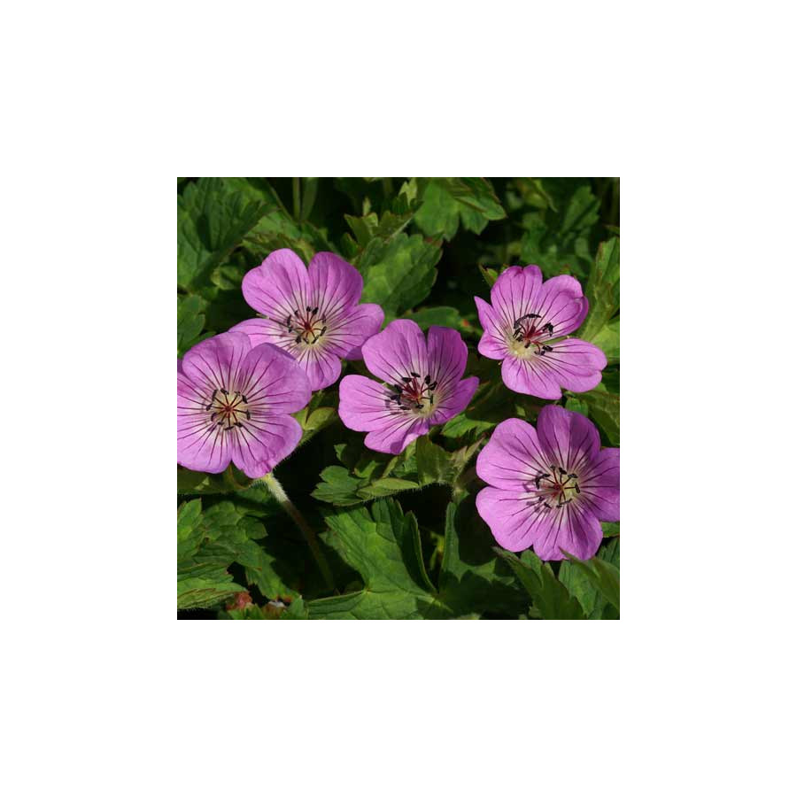 Plantes Vivaces GERANIUM 'Silvia's Surprise' ® - Géranium vivace en vente - Bec de Grue en vente - Pépinière Lepage .