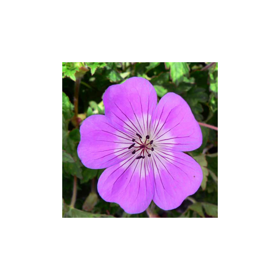 Plantes Vivaces GERANIUM 'Silvia's Surprise' ® - Géranium vivace en vente - Bec de Grue en vente - Pépinière Lepage .