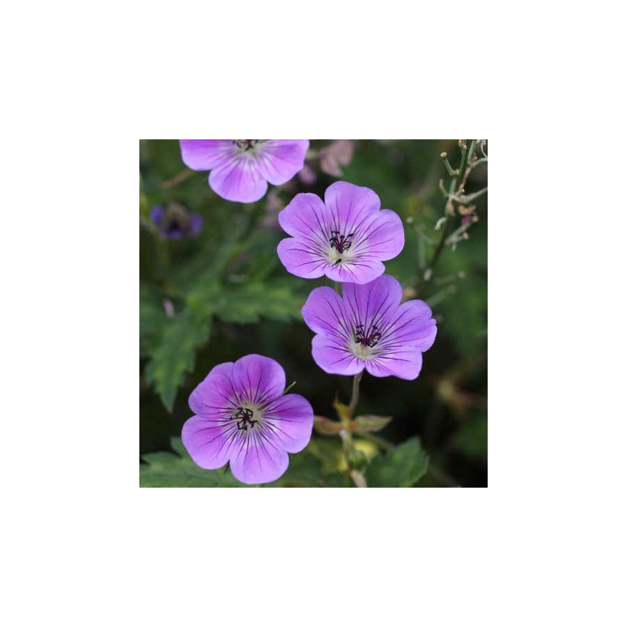 Plantes Vivaces GERANIUM 'Silvia's Surprise' ® - Géranium vivace en vente - Bec de Grue en vente - Pépinière Lepage .
