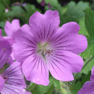 plantes-vivaces-geranium-sirak-geranium-vivace-en-vente-bec-de-grue-en-vente-pepiniere-lepage-