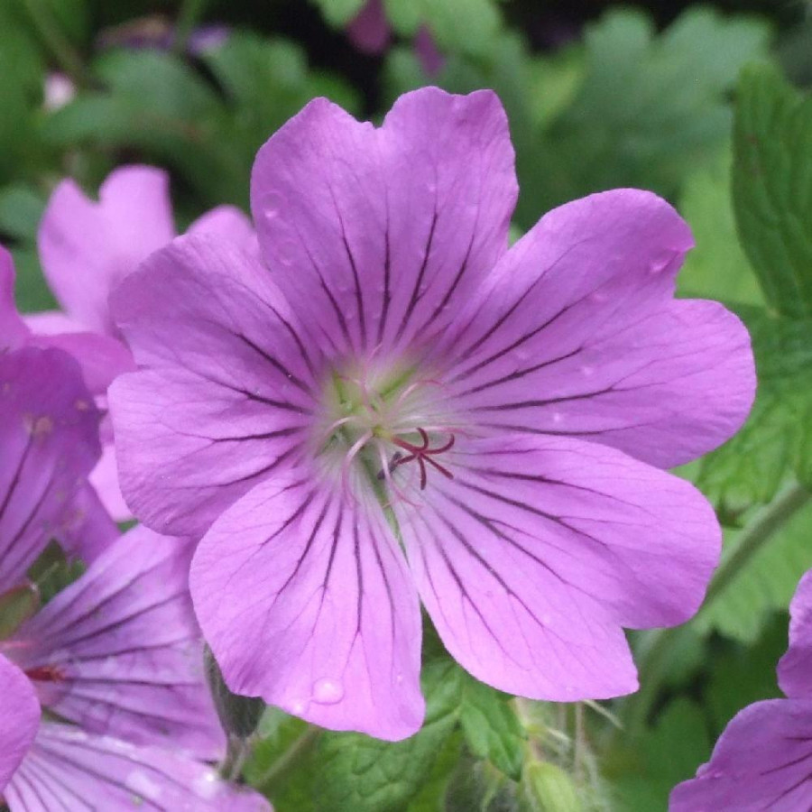 Plantes Vivaces GERANIUM 'Sirak' - Géranium vivace en vente - Bec de Grue en vente - Pépinière Lepage .