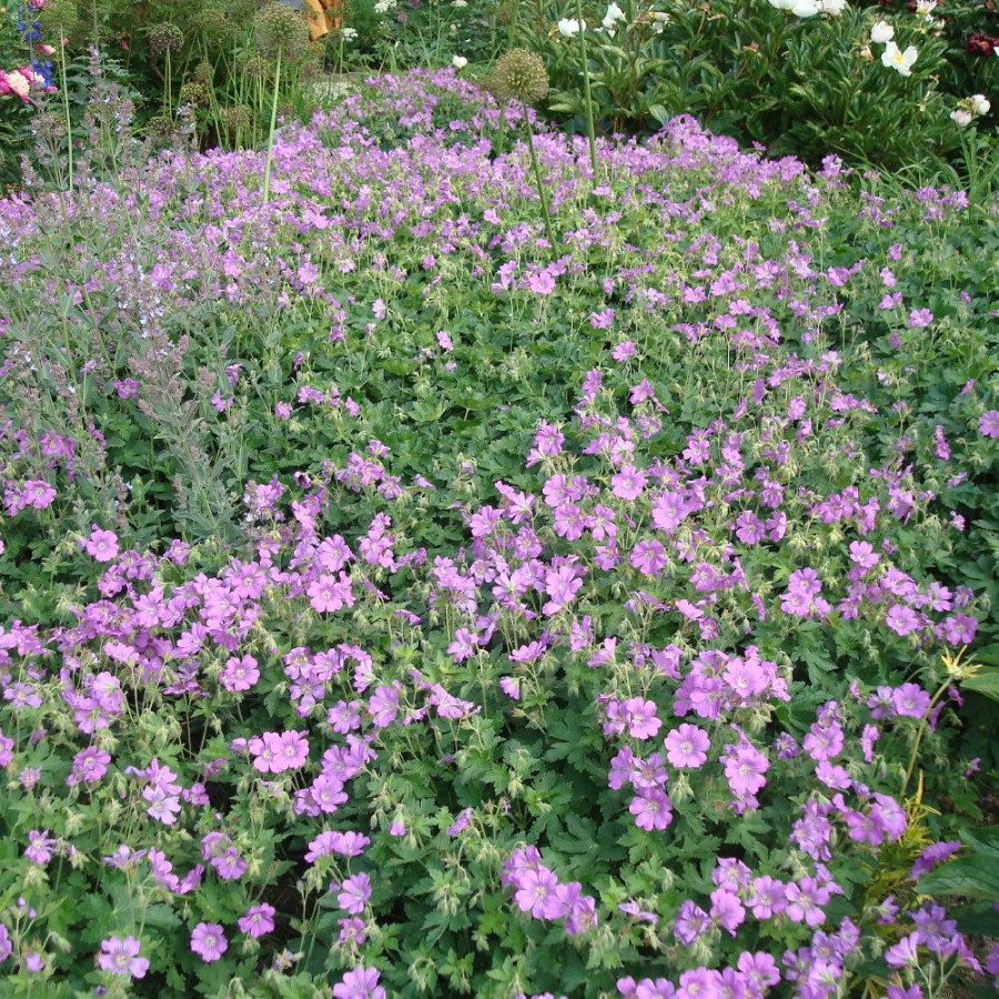 Plantes Vivaces GERANIUM 'Sirak' - Géranium vivace en vente - Bec de Grue en vente - Pépinière Lepage .