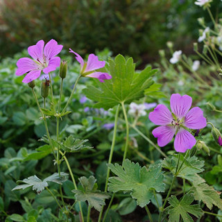 Plantes Vivaces GERANIUM 'Sirak' - Géranium vivace en vente - Bec de Grue en vente - Pépinière Lepage .