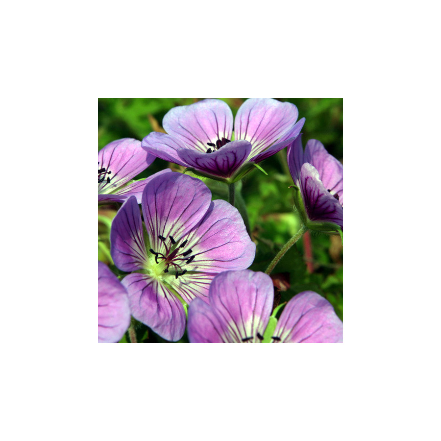 Plantes Vivaces GERANIUM 'Sweet Heidy' ® - Géranium vivace en vente - Bec de Grue en vente - Pépinière Lepage .