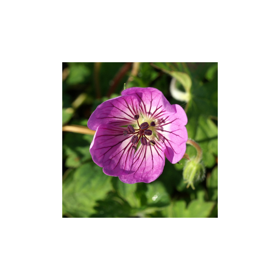 Plantes Vivaces GERANIUM 'Sweet Heidy' ® - Géranium vivace en vente - Bec de Grue en vente - Pépinière Lepage .