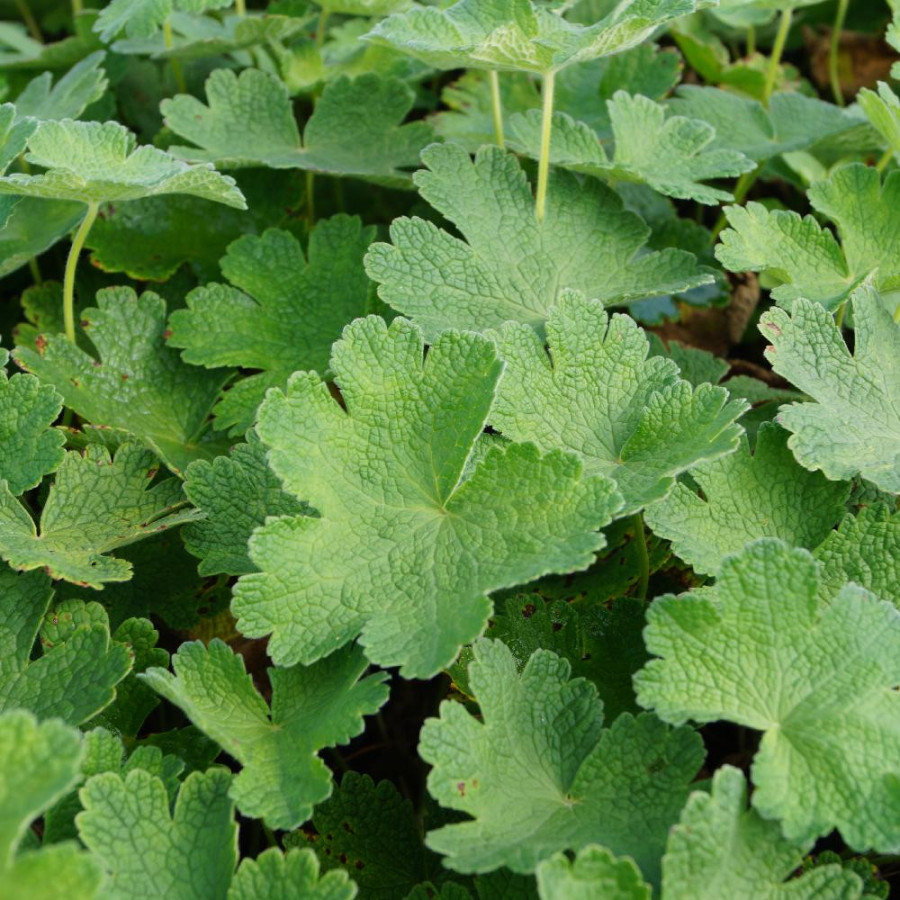 GERANIUM 'Terre Franche'