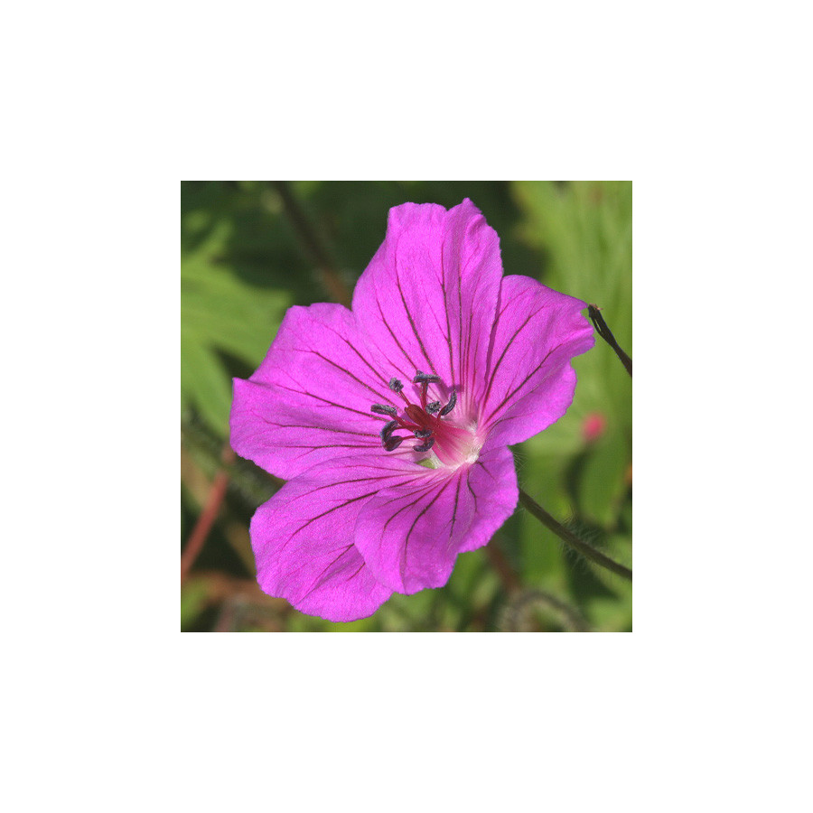Plantes Vivaces GERANIUM 'Tiny Monster' - Géranium vivace en vente - Bec de Grue en vente - Pépinière Lepage .