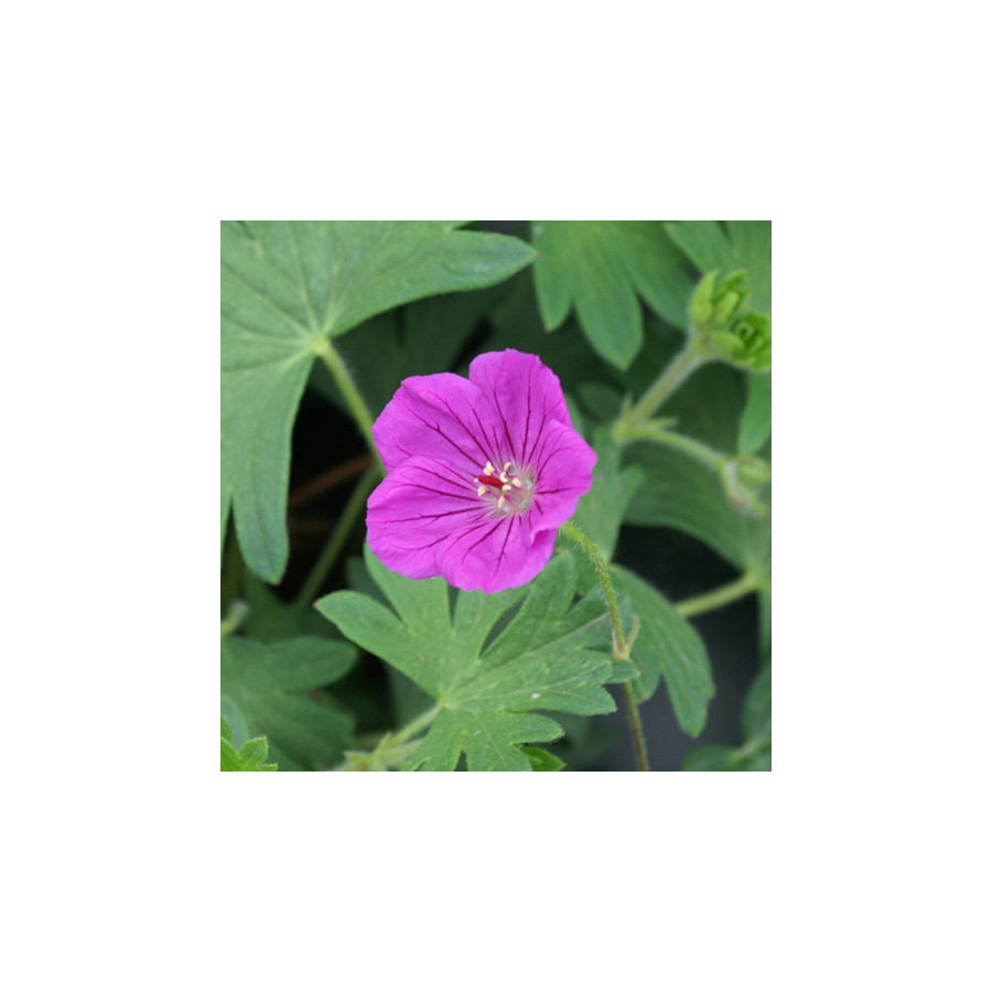 Plantes Vivaces GERANIUM 'Tiny Monster' - Géranium vivace en vente - Bec de Grue en vente - Pépinière Lepage .