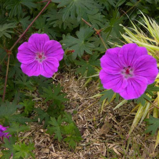 plantes-vivaces-geranium-yannis-geranium-vivace-en-vente-bec-de-grue-en-vente-pepiniere-lepage-