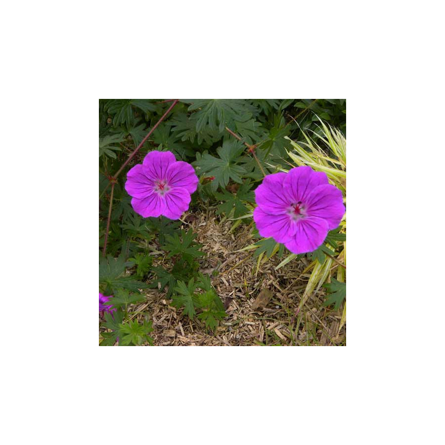 Plantes Vivaces GERANIUM 'Yannis' - Géranium vivace en vente - Bec de Grue en vente - Pépinière Lepage .