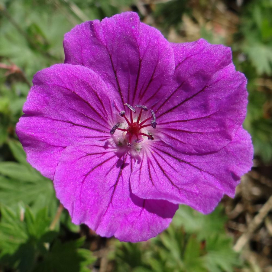Plantes Vivaces GERANIUM 'Yannis' - Géranium vivace en vente - Bec de Grue en vente - Pépinière Lepage .