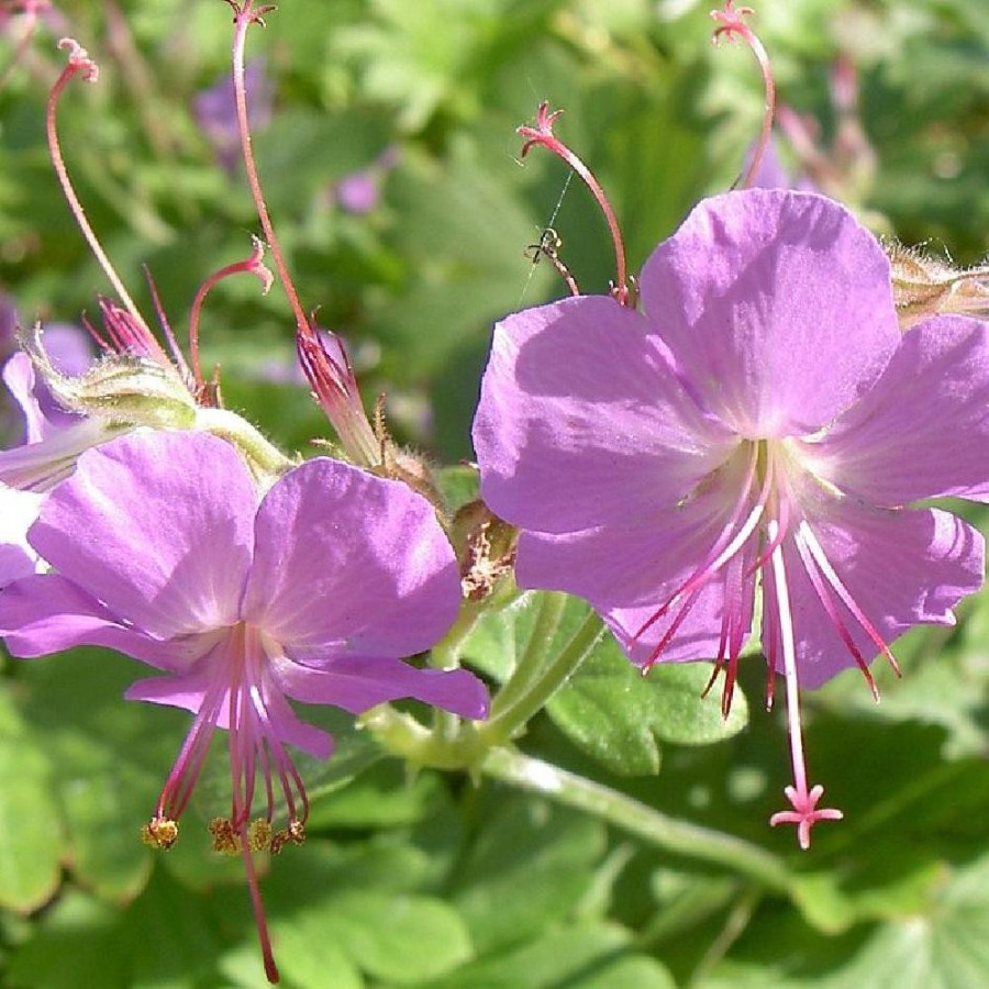 Plantes Vivaces GERANIUM cantabrigiense 'Berggarten' - Géranium vivace en vente - Bec de Grue en vente - Pépinière Lepage .