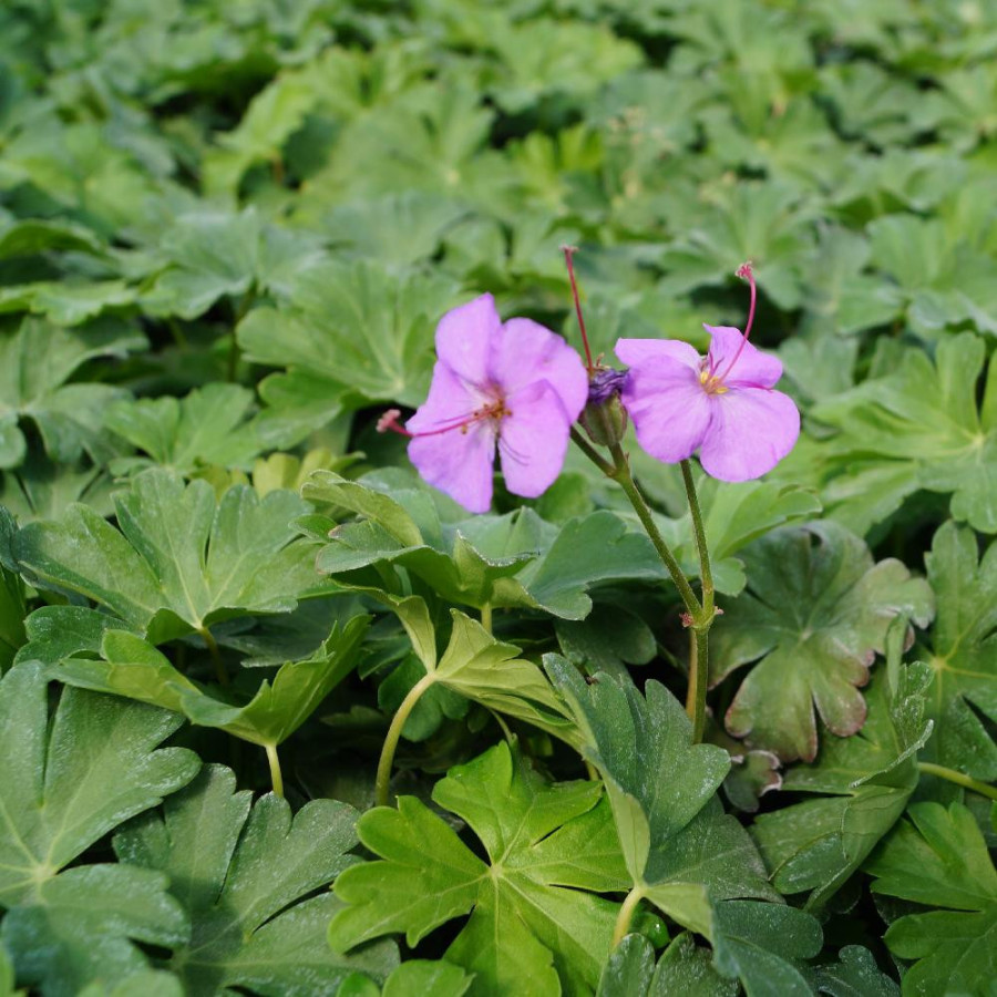 Plantes Vivaces GERANIUM cantabrigiense 'Berggarten' - Géranium vivace en vente - Bec de Grue en vente - Pépinière Lepage .