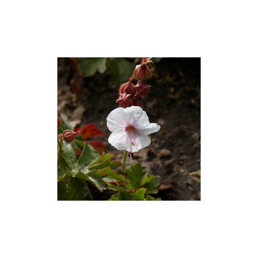 Plantes Vivaces GERANIUM cantabrigiense 'Biokovo' - Géranium vivace en vente - Bec de Grue en vente - Pépinière Lepage .