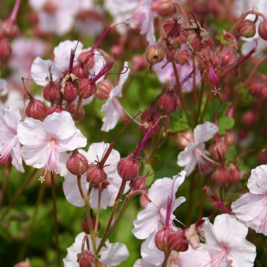 Plantes Vivaces GERANIUM cantabrigiense 'Biokovo' - Géranium vivace en vente - Bec de Grue en vente - Pépinière Lepage .