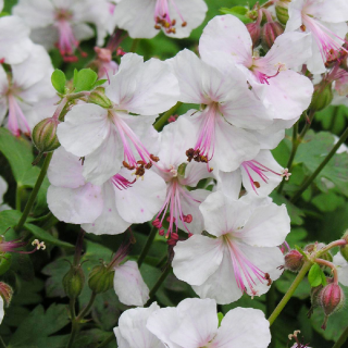Plantes Vivaces GERANIUM cantabrigiense 'Biokovo' - Géranium vivace en vente - Bec de Grue en vente - Pépinière Lepage .