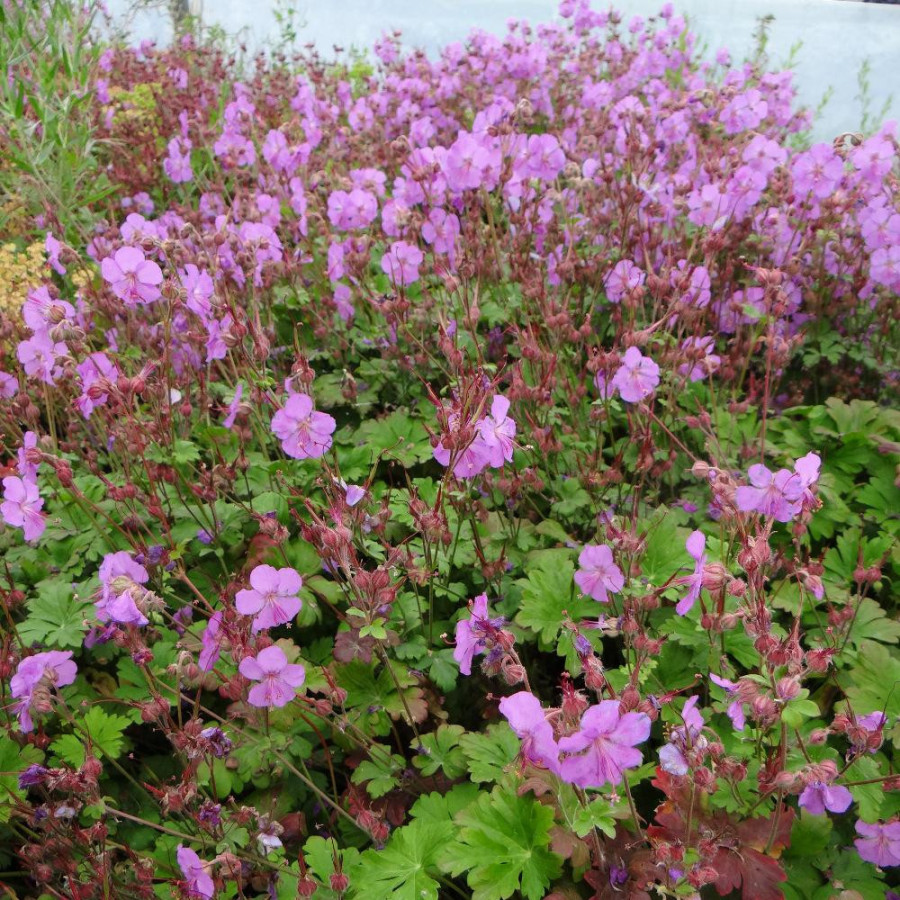 Plantes Vivaces GERANIUM cantabrigiense 'Cambridge' - Géranium vivace en vente - Bec de Grue en vente - Pépinière Lepage .