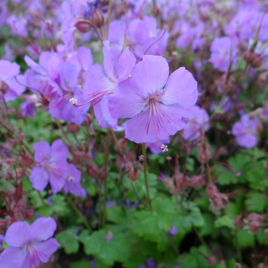 Plantes Vivaces GERANIUM cantabrigiense 'Cambridge' - Géranium vivace en vente - Bec de Grue en vente - Pépinière Lepage .