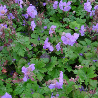 Plantes Vivaces GERANIUM cantabrigiense 'Cambridge' - Géranium vivace en vente - Bec de Grue en vente - Pépinière Lepage .
