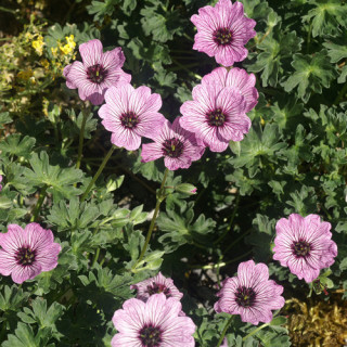 plantes-vivaces-geranium-cinereum-ballerina-geranium-cendre-en-vente-geranium-vivace-en-vente-pepiniere-lepage-