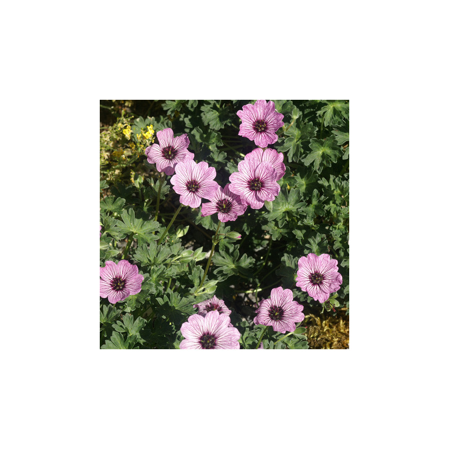 Plantes Vivaces GERANIUM cinereum 'Ballerina' - Geranium Cendré en vente - Géranium vivace en vente - Pépinière Lepage .