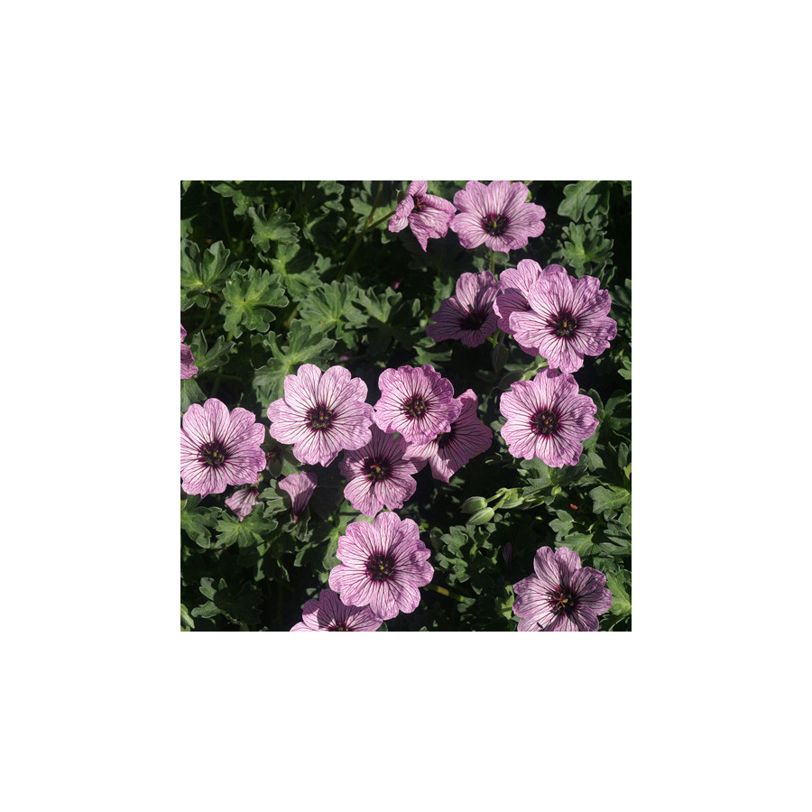 Plantes Vivaces GERANIUM cinereum 'Ballerina' - Geranium Cendré en vente - Géranium vivace en vente - Pépinière Lepage .