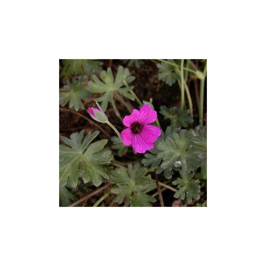 Plantes Vivaces GERANIUM cinereum 'Giuseppii' - Geranium Cendré en vente - Géranium vivace en vente - Pépinière Lepage .