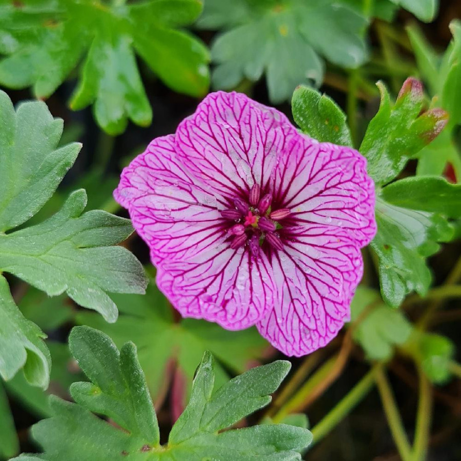 Plantes Vivaces GERANIUM cinereum 'Laurence Flatman' - Géranium Cendré en vente - Géranium vivace en vente - Pépinière Lepage .