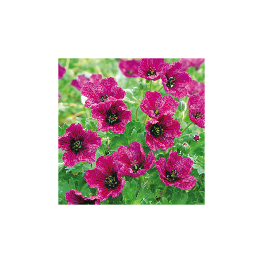 plantes-vivaces-geranium-cinereum-purple-pillow-geranium-cendre-en-vente-geranium-vivace-en-vente-pepiniere-lepage-