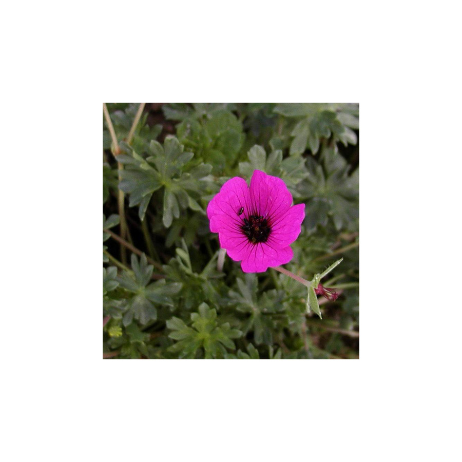 Plantes Vivaces GERANIUM cinereum 'Splendens' - Geranium Cendré en vente - Géranium vivace en vente - Pépinière Lepage .