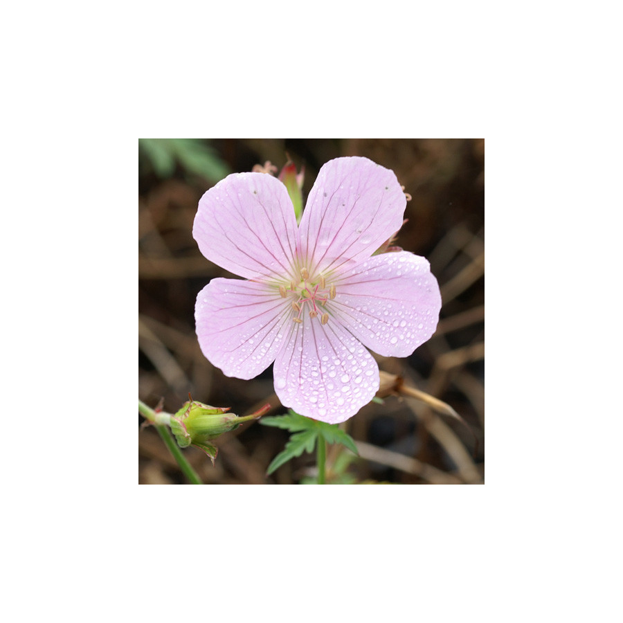Plantes Vivaces GERANIUM clarkei 'Kashmir Pink' - Géranium vivace en vente - Bec de Grue en vente - Pépinière Lepage .