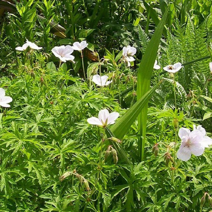 Plantes Vivaces GERANIUM clarkei 'Kashmir Pink' - Géranium vivace en vente - Bec de Grue en vente - Pépinière Lepage .