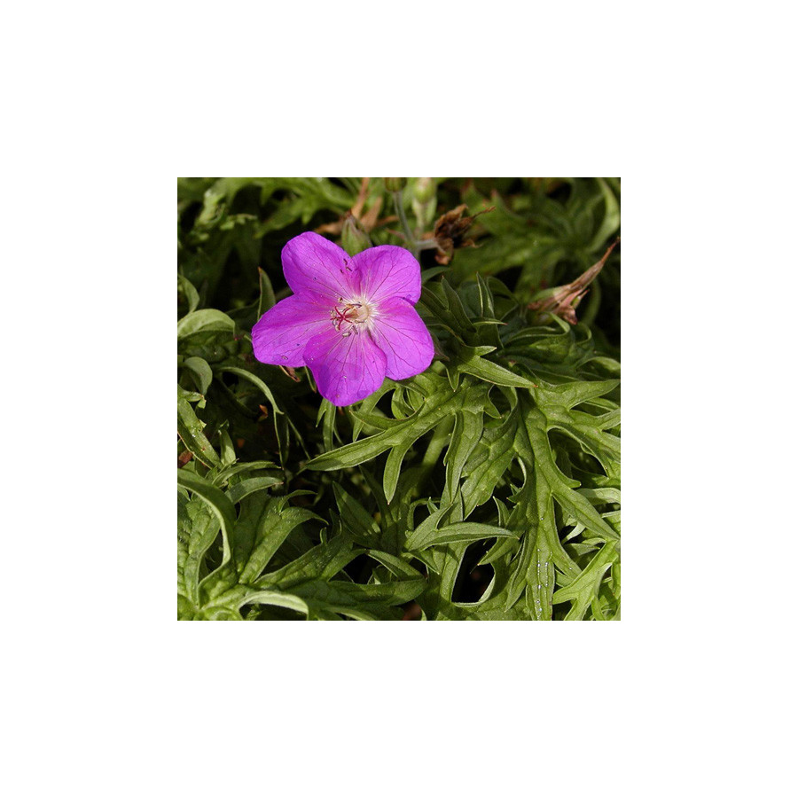 Plantes Vivaces GERANIUM clarkei 'Kashmir Purple' - Géranium vivace en vente - Bec de Grue en vente - Pépinière Lepage .