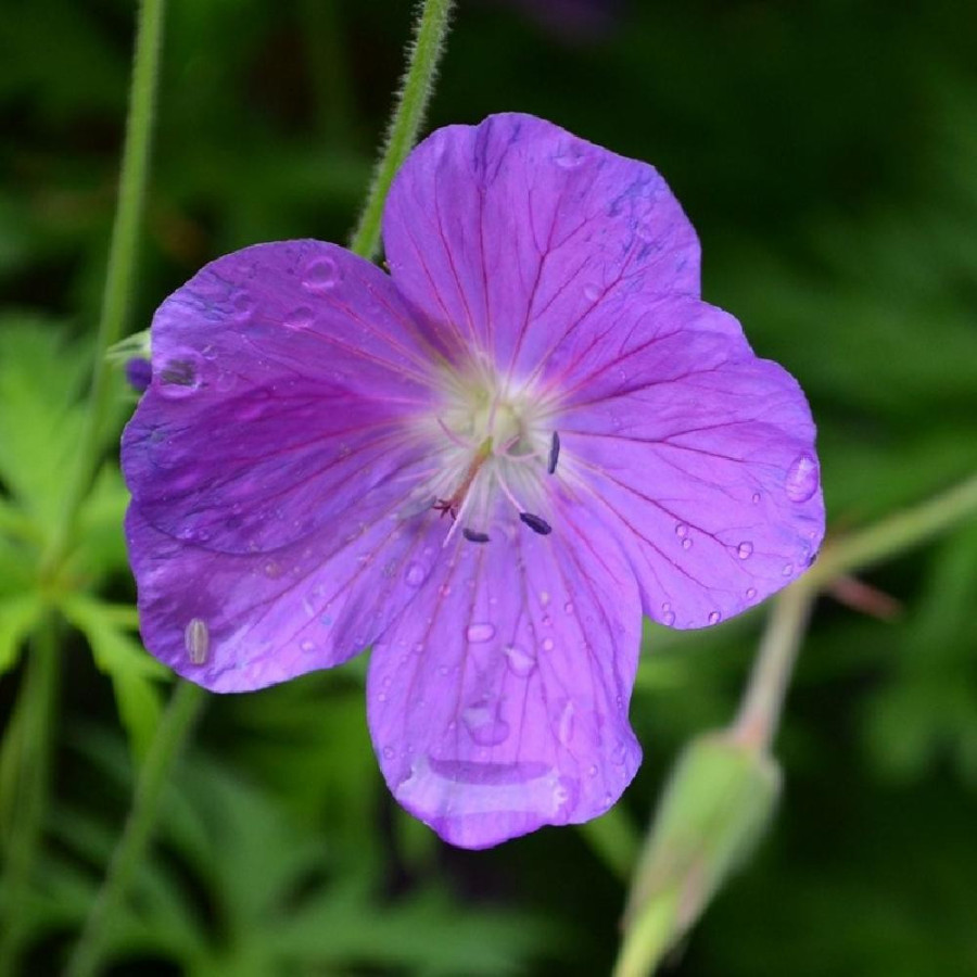 Plantes Vivaces GERANIUM clarkei 'Kashmir Purple' - Géranium vivace en vente - Bec de Grue en vente - Pépinière Lepage .