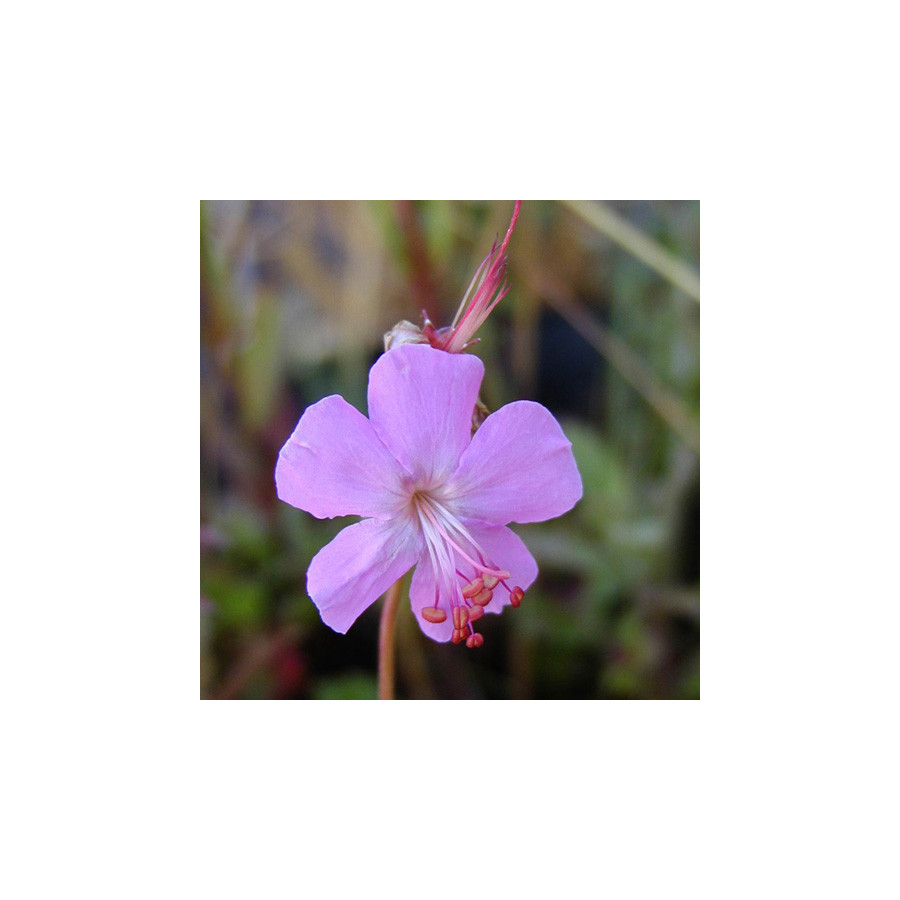 Plantes Vivaces GERANIUM dalmaticum - Géranium vivace de Dalmatie en vente - Bec de Grue en vente - Pépinière Lepage .