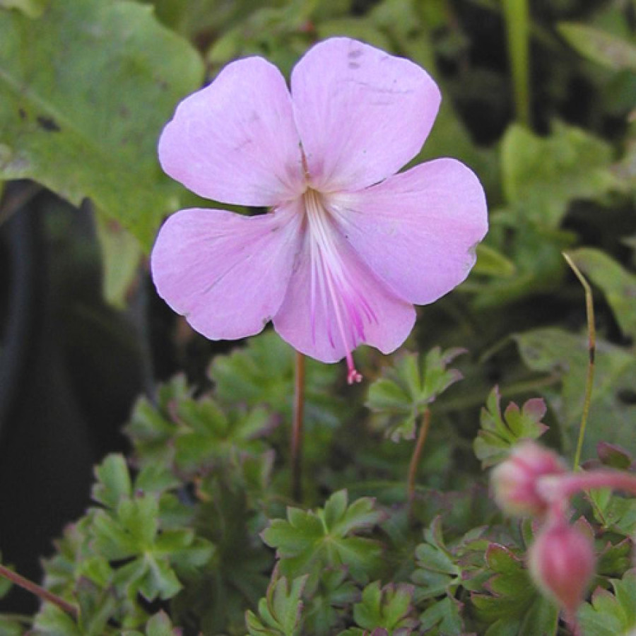 Plantes Vivaces GERANIUM dalmaticum - Géranium vivace de Dalmatie en vente - Bec de Grue en vente - Pépinière Lepage .