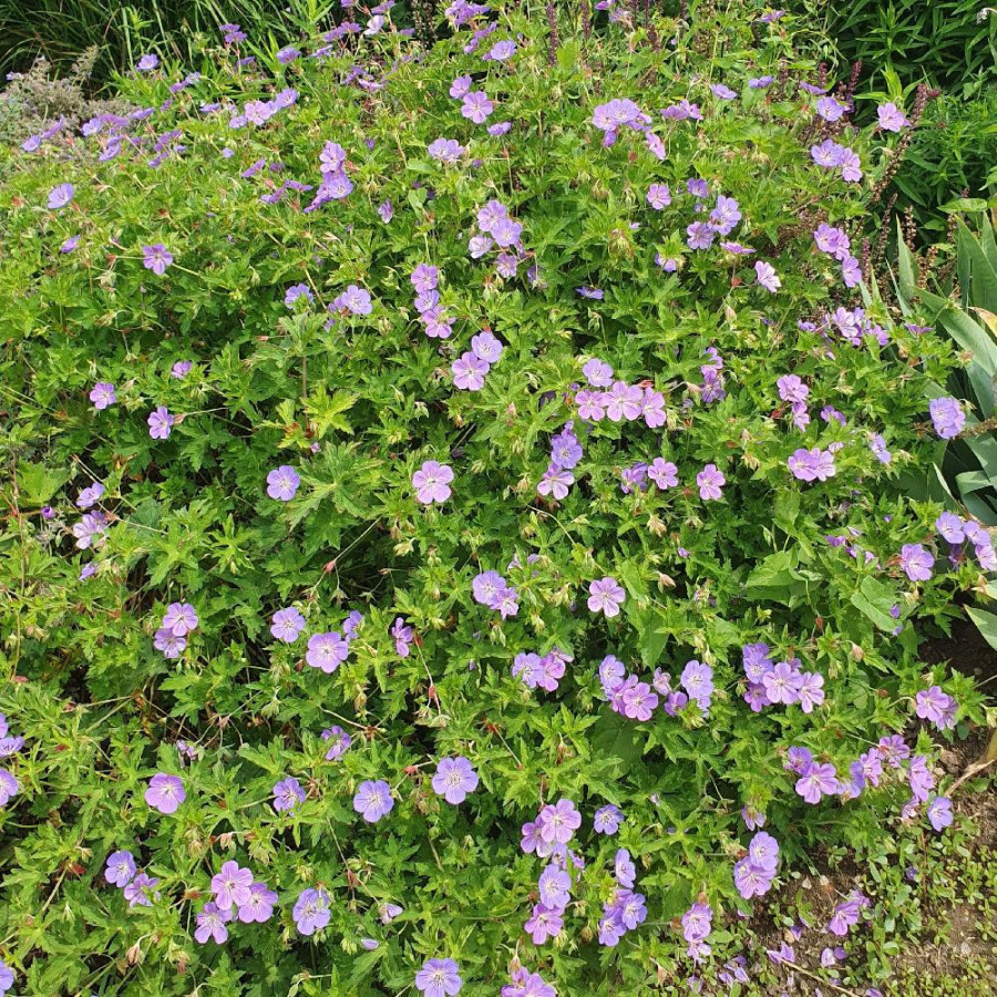 Plantes Vivaces GERANIUM endressii - Géranium vivace en vente - Bec de Grue en vente - Pépinière Lepage .