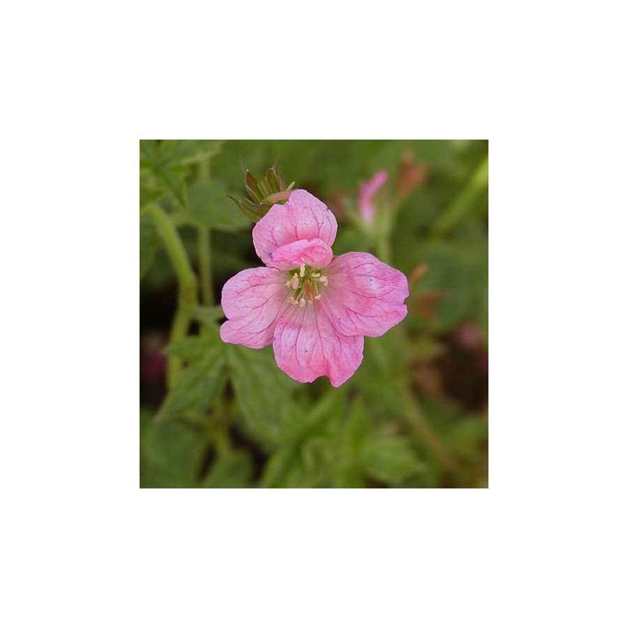 Plantes Vivaces GERANIUM endressii 'Wargrave Pink' - Géranium vivace en vente - Bec de Grue en vente - Pépinière Lepage .