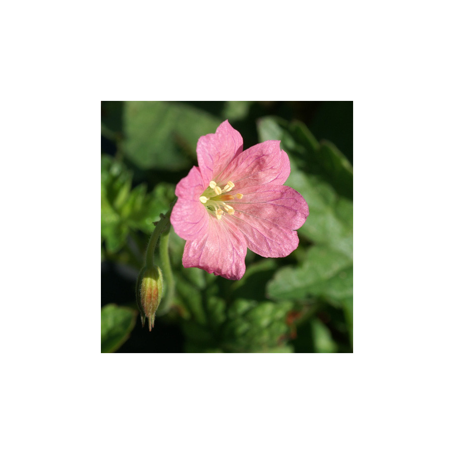 Plantes Vivaces GERANIUM endressii 'Wargrave Pink' - Géranium vivace en vente - Bec de Grue en vente - Pépinière Lepage .